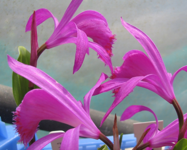 Pleione stromboli 'Fireball'